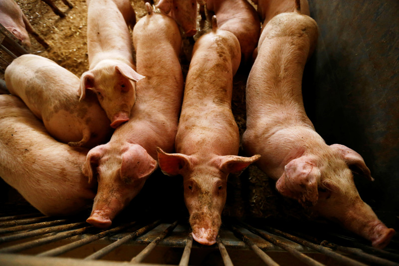 40년만에 미주 상륙한 돼지열병…도미니카共 대규모 살처분 위기
