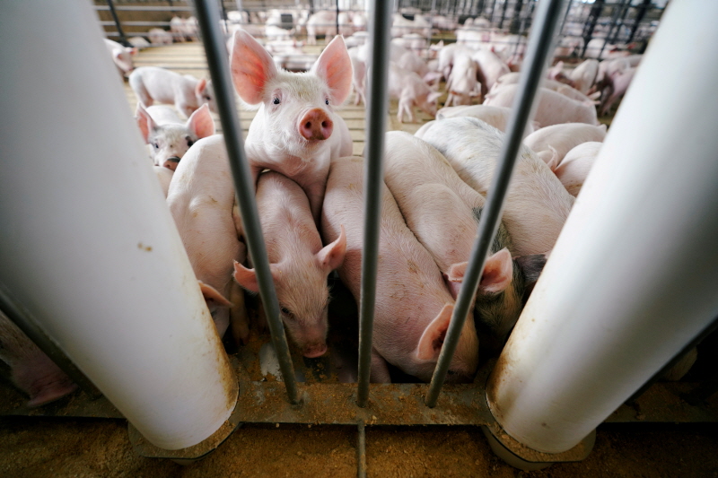 “동물권 보호” vs “돼지고기 소비자 피해”…캘리포니아 소송전
