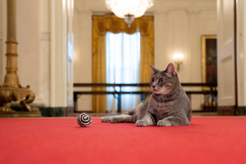 ‘고양이 집사’ 된 바이든… 두 살된 퍼스트캣 ‘윌로’ 백악관 입성