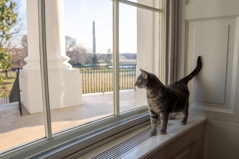 ‘고양이 집사’ 된 바이든… 두 살된 퍼스트캣 ‘윌로’ 백악관 입성