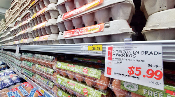 달걀이 ‘금값’… 조류독감 여파 2월 비해 52% 올라