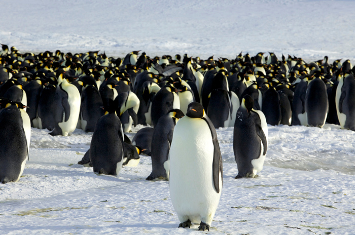 남극 황제펭귄, 기후변화 계속되면 30∼40년 후 멸종 위기