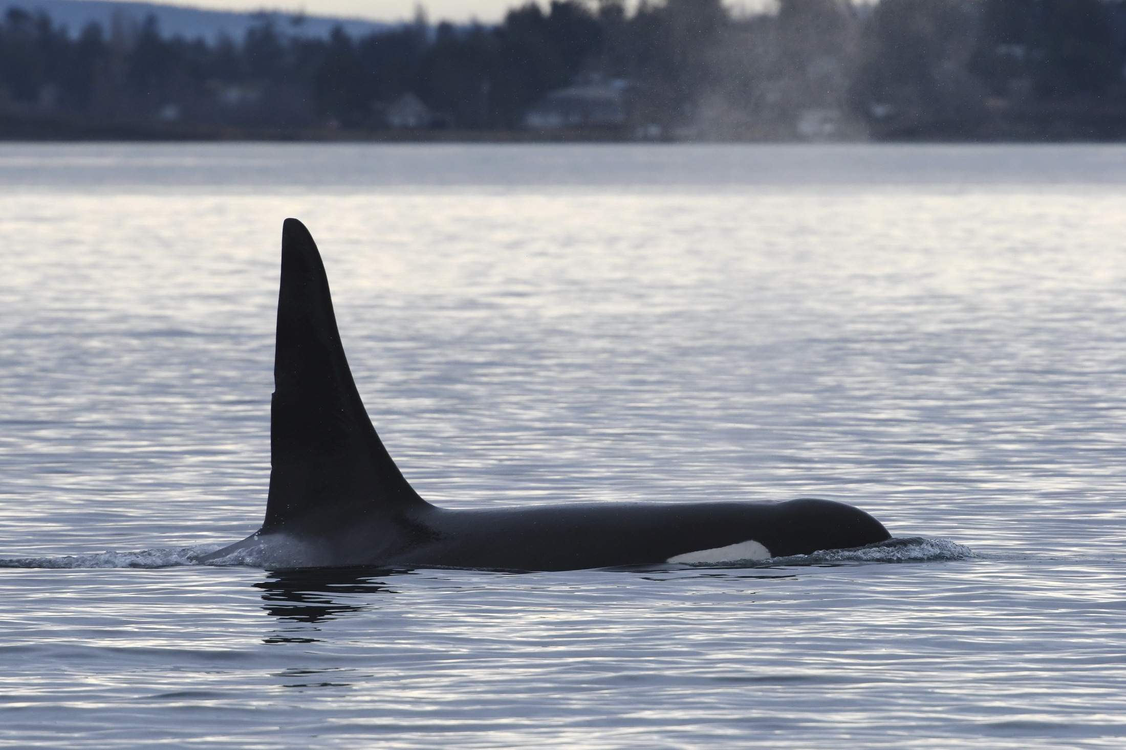 “범고래 가까이 가지 마세요” ...멸종위기 처한 13마리…임신 등 건강상태 안좋아