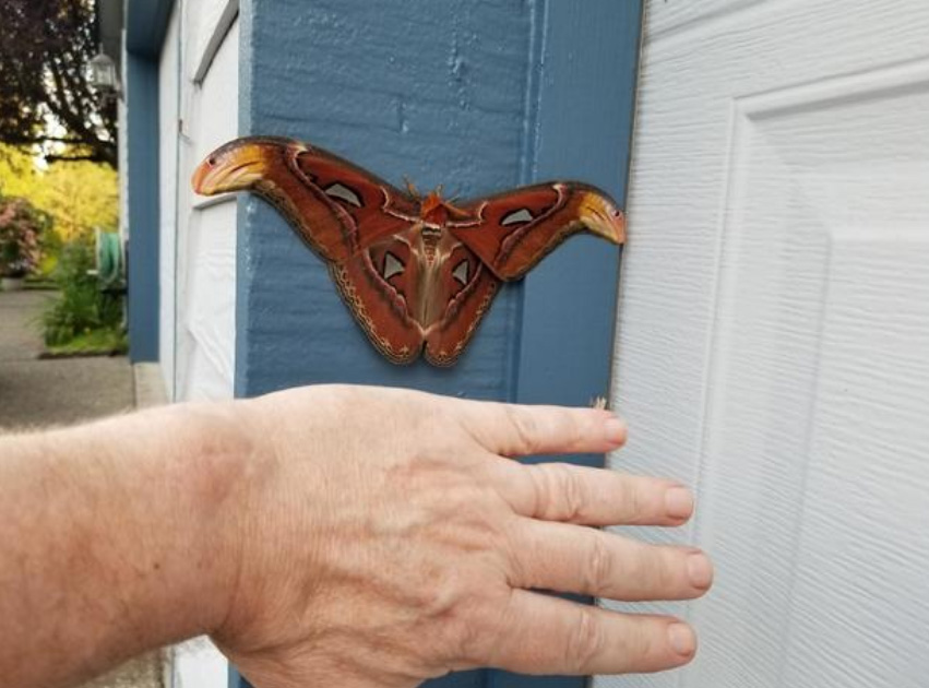 세계 최대 나방 벨뷰서 발견 ...미국서 최초 사례…양날개 펼친 길이 10인치 달해