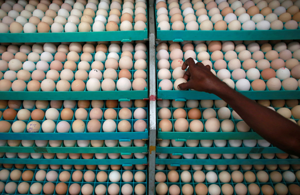 ‘달걀 대란’ 뉴질랜드 “닭 직접 키워 계란 얻을래”…양계 유행