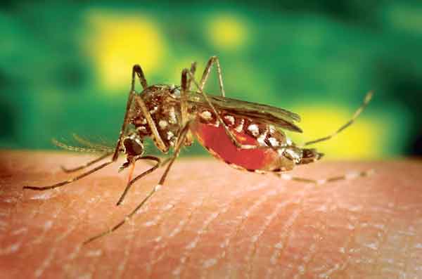 미국 내 말라리아 확산, 왜?… 지역내 감염 사례에 ‘비상’