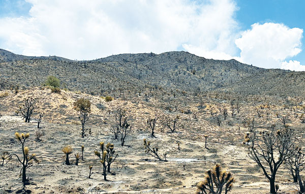 대형 산불 ‘조슈아 트리’ 생태계 위협
