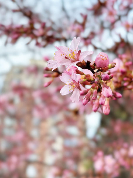 우수 지나니 봄기운 물씬… 꽃망울 터트린 벚꽃
