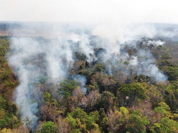 불타는 브라질의 울창한 열대우림