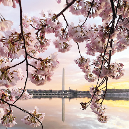 “워싱턴 벚꽃 활짝 피었네”