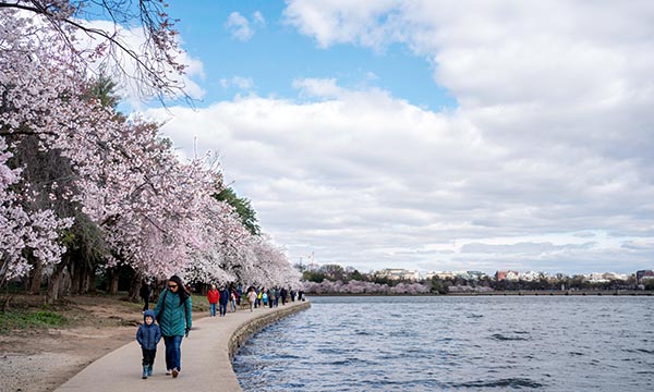 워싱턴 DC ‘벚꽃축제’ 한창