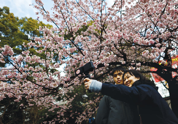 만개한 일본 도쿄의 벚꽃