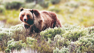 옐로스톤 회색곰 멸종 위기 탈출