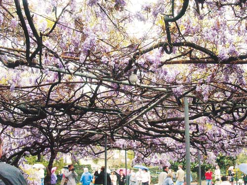 보라꽃 장관… ‘세계 7대 원예 원더’ 12일 시에라마드레 등꽃축제