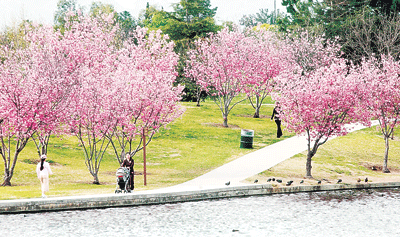 ‘4월의 꽃길’ 벚꽃축제 미국서도 즐겨요