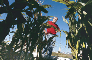 소비자 정보 ‘돈 되는 옥수수’에 밀려 밀 농사 격감