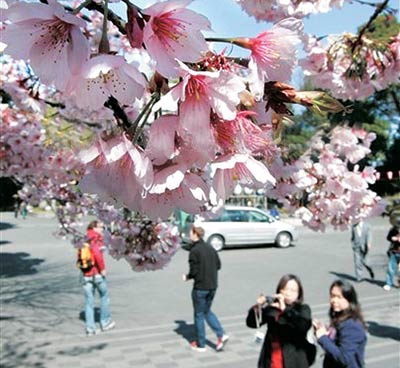 일찍 꽃망울 터뜨리는 일본의 벚꽃나무들