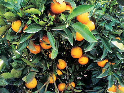 가주 오렌지 농장 ‘병충해 비상’