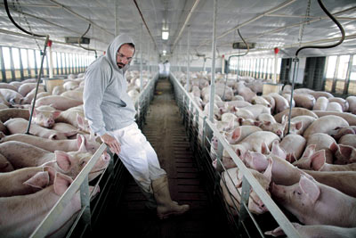돼지 인플루엔자 갈수록 확산 항공·관광 위기감 고조