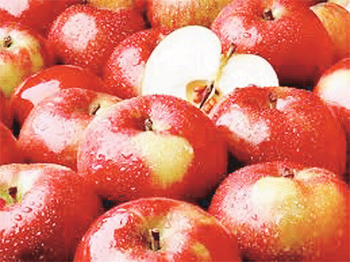 사과·키위 껍질에 항산화 물질 풍부 ‘영양 보고’