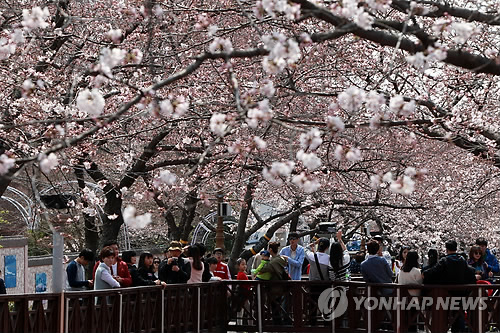 한·중·일 ‘우리가 벚꽃 원산지’ 논란