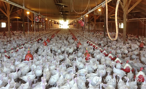 농식품부,AI 창궐한 미국 닭·계란 등 전면 수입금지