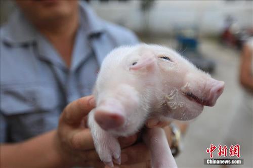 중국서 머리 둘 달린 새끼 돼지 발견