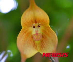 일본 식물원에 ‘원숭이 난초’ 만개
